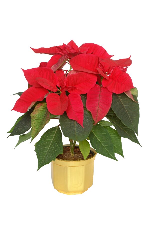 CHRISTMAS flower : The famous poinsettia and alternatives