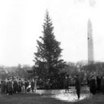 History of Christmas Trees - First National.