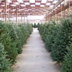 The Reasons behind both Real & Artificial Christmas Tree Shortages