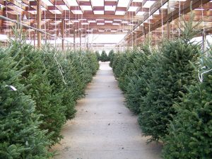 The Reasons behind both Real & Artificial Christmas Tree Shortages