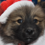Is This Your Puppy’s First Christmas? Fun and Safe  Ways to Celebrate