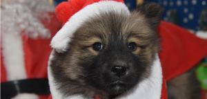 Family Christmas Traditions