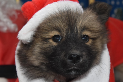 Is This Your Puppy’s First Christmas? Fun and Safe  Ways to Celebrate