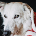 Are Bully Sticks Right for Your Dog? What to Know First