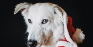 Are Bully Sticks Right for Your Dog? What to Know First Gifts