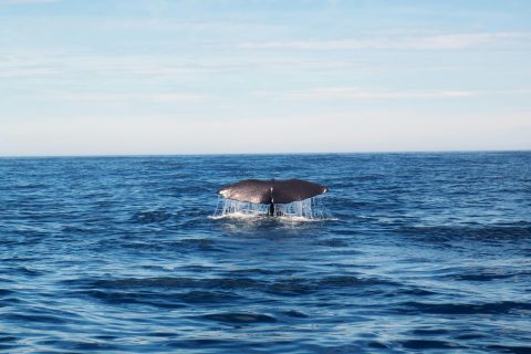 Looking for a Unique Winter Trip? Try Whale  Watching in Newport Beach