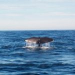 Looking for a Unique Winter Trip? Try Whale Watching in Newport Beach Looking for a Unique Winter Trip? Try Whale Watching in Newport Beach